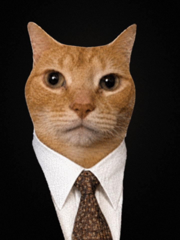 Identity photograph of the cat in a shirt and tie